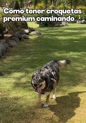 Hola soy chiclesito 🐶 ya llévense a mi humano ajajaja @perfit_app