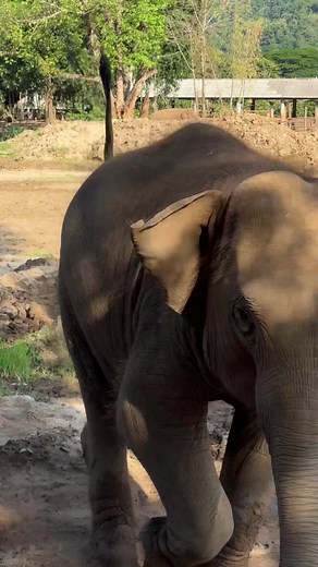 น้องเล็กเล็กเรียกแม่ๆ ที่ Elephant Nature Park