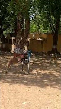 MP Police Dog Squard #allroundercop #dog #doglife #motivation #Doglover