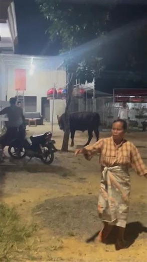 Sapi Jimat Anti Virus Mengamuk Di Malam Jum at.