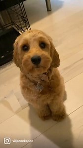 Practicing for my summer vacation ✈️🐾♥️ #cockapoo #sherpabag | viljacockapoo