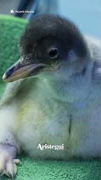 Pingüinos chilangos hacen historia en México