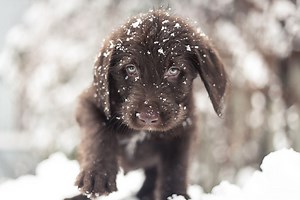 How to Treat and Prevent Dog Frostbite