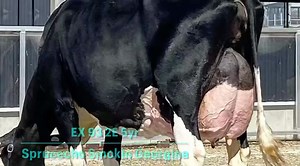 1.8K views · 121 reactions | Here are the top scoring cows from our recent classification! | Kingsway Farms | Facebook