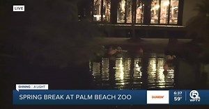 Koala experience returns to Palm Beach Zoo