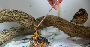 Wildlife Rehabilitation Clinic