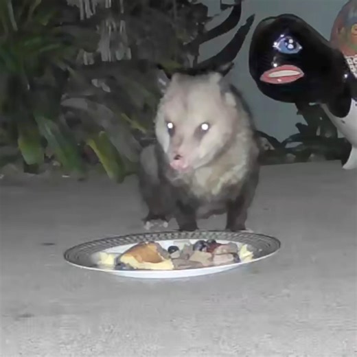 Patrick O’Possum Distinguished Gentleman eating on fine china #shorts