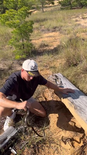 David Orin on Instagram: "nice little coachwhip flip from a couple years back! i’m really gonna try to get more flip clips/insitus on film this year. can’t wait for y’all to see 🔥 #easterncoachwip #floridasnakes #herping"