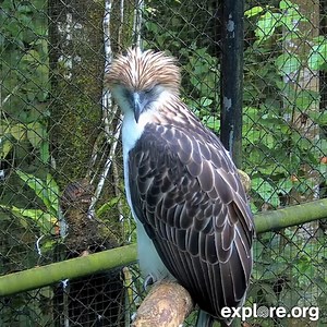 88K views · 3.6K reactions | Please welcome a new addition to our live nature camera network: the Philippine Eagle Cam, streaming from the base of Mount Apo on the island of Mindanao in partnership with Raptor Resource Project and Philippine Eagle Foundation. On this new live cam, meet Ariela and MVP Matatag, a pair of rescued eagles who can no longer return to the wild  Link in comments to watch. | explore.org | Facebook