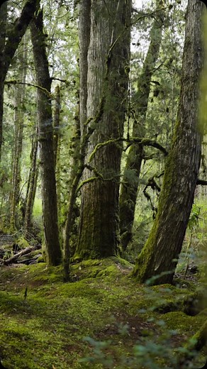 THE ANCIENT HUON PINE. A bubbling creek, thick moss pads, stunning ancient trees and some LiDar thanks to @arbormeta.au. Creating a digital twin of these small remains stands hopefully won’t be necessary but sadly places like these are one hot dry summer away from a fiery end. Make no mistake we desperately hope not but it’s not impossible and statistically getting more likely. TASMANIA IS THE BIG TREE STATE For free guides to Tasmania’s giant trees @bigtreestate | website Link in bio ——- We tha