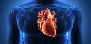 Pig-human transplants may be a misguided attempt to address the organ shortage