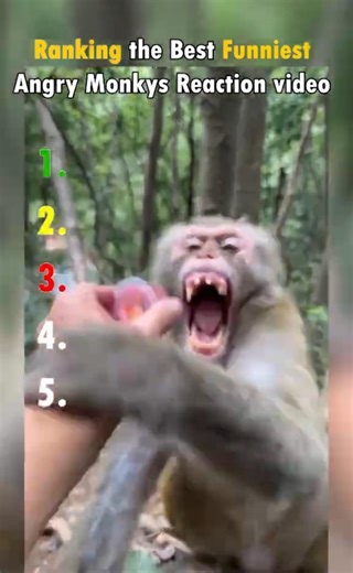 Top 5 funniest Monkey angry reaction