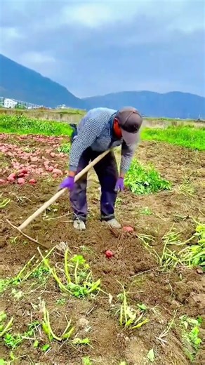 Farmer Harvesting Potatoes From Fertile Field Using Hand Hoe