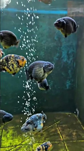 5 Unique Goldfish Varieties for Your Freshwater Tank