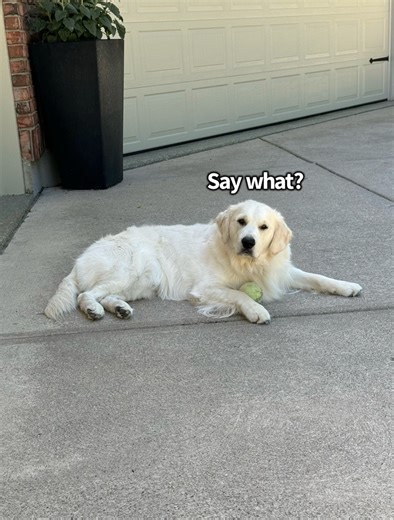 735K views · 27K reactions | Oliver is having surgery tomorrow (June 18th) Also an update on Buddy for those that have been wanting one. | Charlie The Golden | Facebook