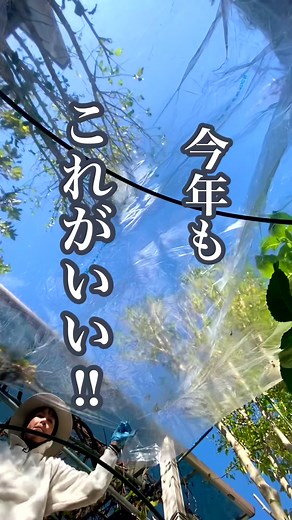 急に寒くなったので あたふたと オリジナルビニールハウスを 作りました💓 寒さに弱い子達はこの中に お引越しです😊 毎年作っていて 材料は1回購入したら あとはずーっと使い回しなので 安上がり🧐 春のお片付けも簡単です😊 良かったら作ってみてね❣️ #ガーデニング #冬越し #ガーデニング初心者 #ビニールハウス