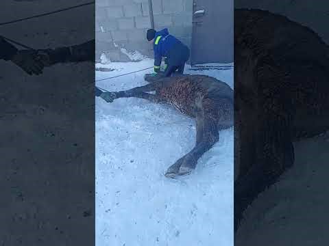 жылқы сою аяқ байлау #youtubeshorts #2025 #2024 #horse #ат #лайфхаки #anime #shorts #meat #animals