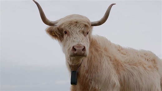 Sweden and Denmark will soon legalise virtual fencing. What is it and is it safe?