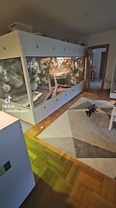 #enclosure #terraristik #tigerpython #burmesepython #reptilekeeper #amazing #terrariumbau #reptilesoftiktok #tiktok #tiktokgermany #python #snake #tooltime #work #exoticpets #wow #terrarium #viral #viraltiktok #foryou #4u #schlange #kiss #love #foryoupage #passion #exotic #fy #fypシ #fypage | Fabians Reptilienraum