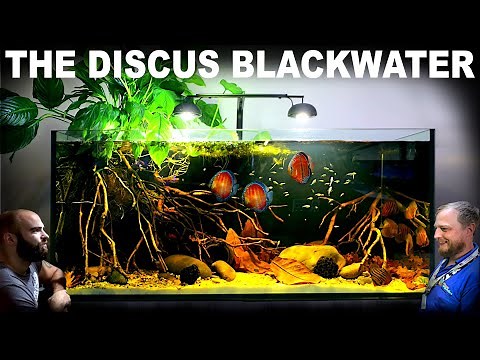 The Discus Blackwater Aquarium: EPIC 4ft Aquascape Tutorial w/ Gold Tetra & Santarem Discus