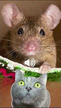 Mouse Sounds For Cats