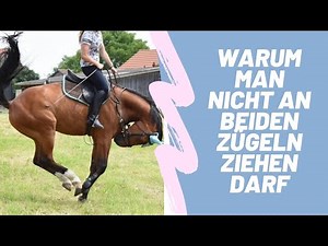Selbsthaltung Stellung Pferde ohne am Zügel zu ziehen Genick höchster Punkt können 90% nicht