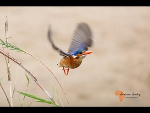 Canon RF 800 F11 and RF 600 F11 In-depth Lens Review for Bird & Wildlife Photography