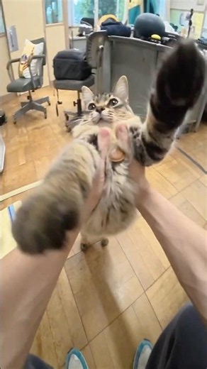 迷子猫さんの「おかえり」ルーティーン