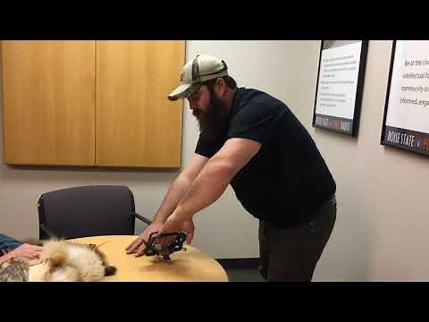 Wolf Trap Demonstration