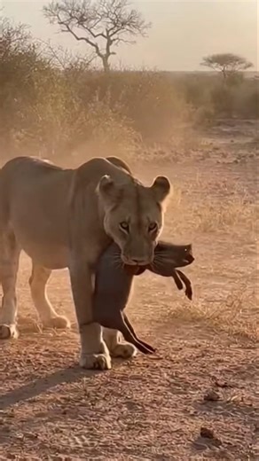 Brave Mother Boar Attacks Lion to Save Her Baby! 🐗🦁 #Shorts