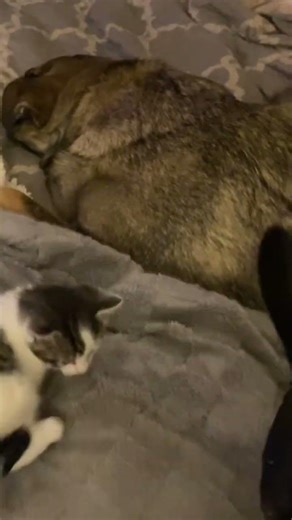 Who said pitts are mean dogs?