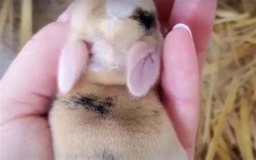 【Cutest Animals】超级可爱的动物宝宝 可爱时刻合辑