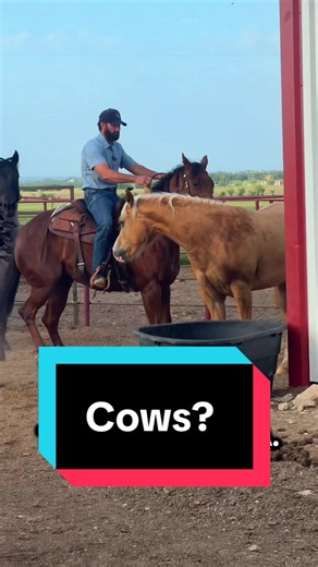 Horse tries to join cow party — funny horse training moment