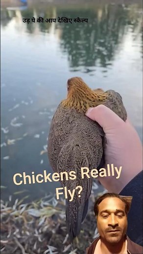 Can Chickens Really Fly? Discover the Amazing Truth!