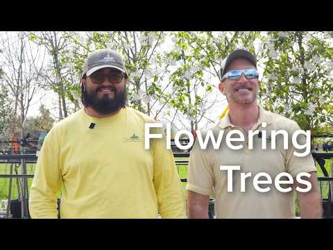 Best Flowering Trees