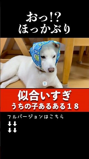 まさかここまで似合うとは...ほっかぶり柴犬 #柴犬 #バンダナ #かわいい犬