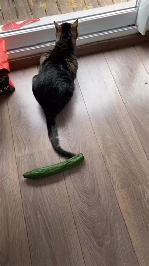 Sa réaction quand il a vu le concombre ? Il l’a léché 😂 #cat #catlover #love #chats #pourtoi #concombre #fyp #viral