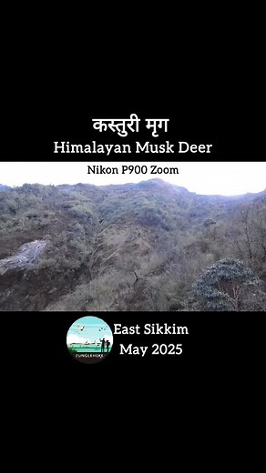 कस्तुरी मृग Himalayan Musk Deer During East Sikkim Birding Trip #muskdeer #himalayanmuskdeer #kasturideer #musk #deers #deer #himalayan #mammals #mammalsofindia #mammalsofsikkim #mammalsofhimalaya #oldsilkroute #indianmammals #nikonp900 #nikonindia_official #birdphotography #wildlifephotography #bestoftheday #sikkim #zuluk #oldsilkroute #birdsofsikkim #birding2025 #junglehike #junglehiketours | Avinash Bhagat