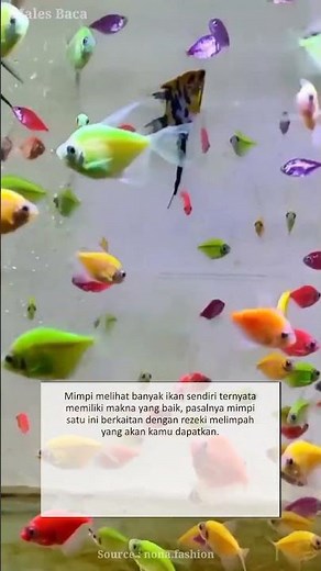 The Meaning of Dreaming of Seeing Lots of Fish