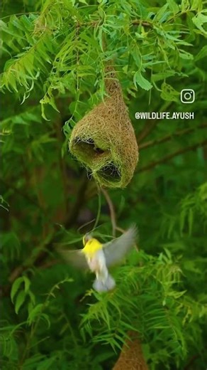 cat song Naruto anime 🐦 song