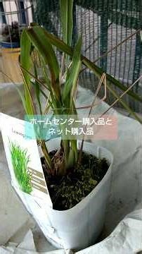 ホームセンター購入品とネット購入品