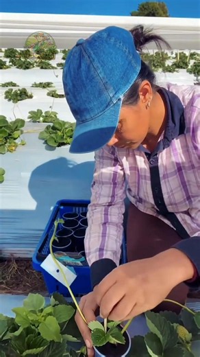 Strawberry Farming Secrets