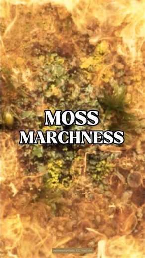 IT BEGINS MARCH 15th