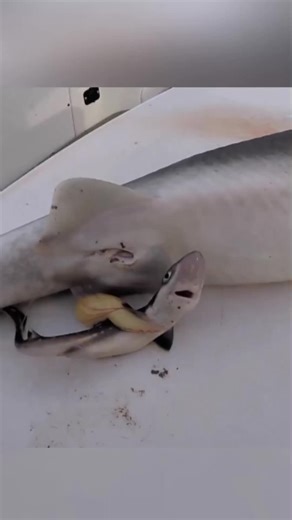 Eating a Venomous Shark___ EPIC Catch _ Cook (Live Bait)#shark #cooking #catching #creatorsearchinsights
