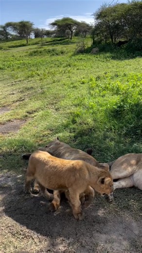 Tanzania Inside and Safari on Instagram: "There’s nothing more magical than witnessing a lion family in the heart of the Serengeti the gentle moments, the powerful bonds, the raw beauty of nature unfolding right before your eyes. Every sunrise brings a new story every pride, a new chapter of the wild. Are you ready to witness this unforgettable beauty with your own eyes? 📍 Tanzania awaits you. Discover our carefully crafted itineraries designed to bring you closer to moments like this. 7-DAY LU