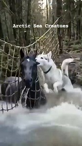 446K views · 4.8K reactions | Brave Husky Dog help A Trapped Horse from Water #followerseveryone #viral | Arctic Sea Creatues | Facebook
