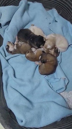 Welcome Duchess English Setter Mum This lovely English Setter girl was found in Serbia 🇷🇸 with her puppies, doing everything she could to keep them safe. Thanks to her kind rescuer, she and her babies are now safe, and Duchess is beginning her long journey toward a new life. We’re delighted to share that we will be bringing Duchess into our care for rehoming in 2026. She now begins the lengthy prep and titer process, and if all goes well, she’ll be ready to travel around March. Because she’s a