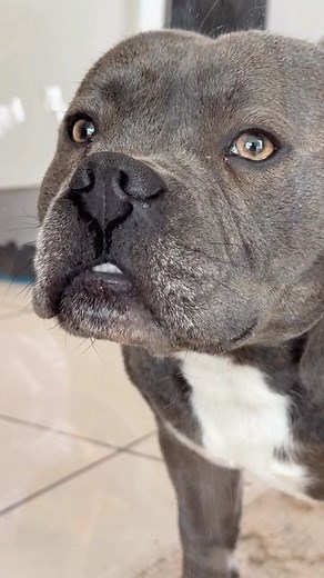 Tommy the Blue Staffy on Instagram: "Tommy knows all about the importance of having the right-sized dog door. Thankfully, our pals at @obrienaustralia have got it covered with their professionally installed pet doors in glass! #petdoor #petsofinstagram #petaccessories #dogsofinstagram #oooobrien #ad"