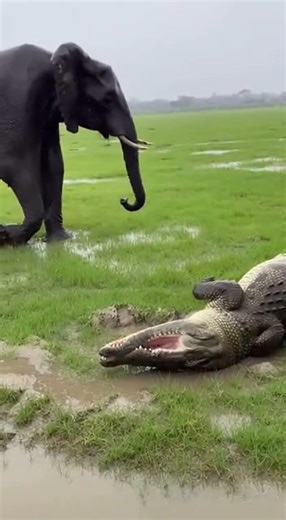 Elephant attacks crocodile!! #funny #elephant #crocodile