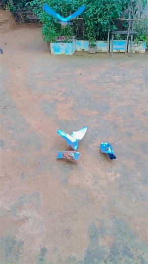 maidan mein agar Ham utar Gaye 🥷🦁#viral#trend#trending #youtubeshorts #kabutar #pigeon #kabutarbazi